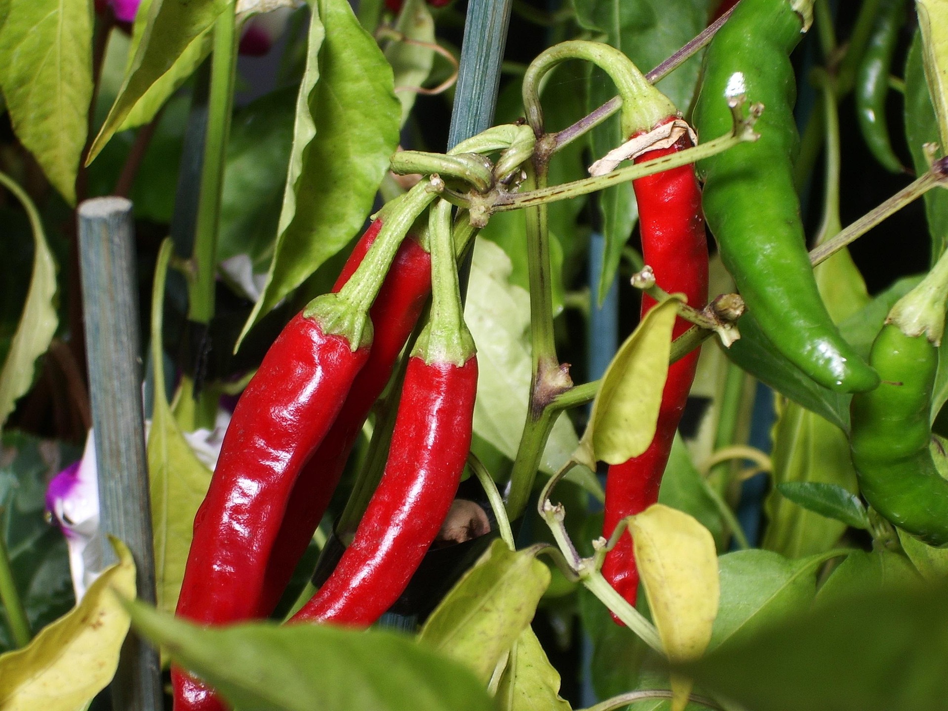 Chilli Sustainability